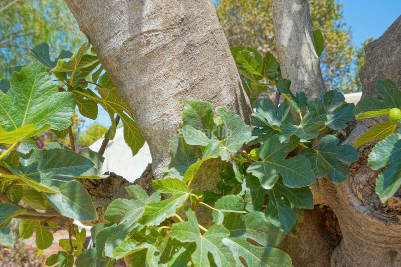 Foto 387fa4be-1cbe-499f-8447-ea67645f44af. Chalet en Partida Comunes-Adsubia Xàbia