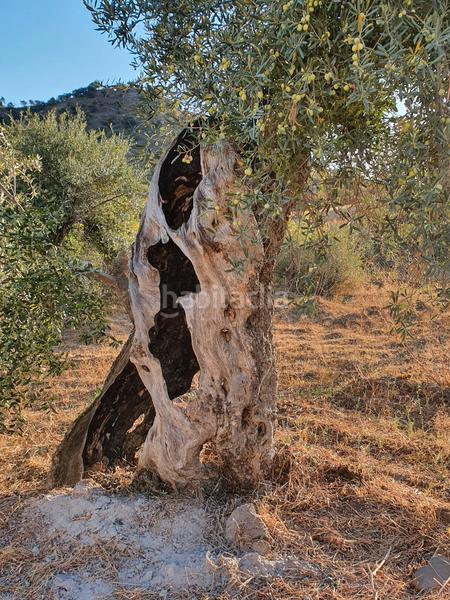 Foto 13eb64e9-5545-4447-8767-3441bb07c232. Alquiler casa en calle gascones 3 espectacular finca rústica en alquiler de larga temporada , málaga en Coín