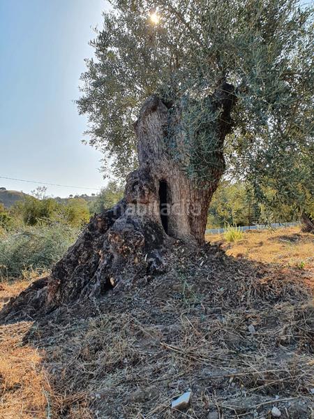 Foto 288487d3-c975-442f-acfb-47ffbf6bfd39. Alquiler casa en calle gascones 3 espectacular finca rústica en alquiler de larga temporada , málaga en Coín