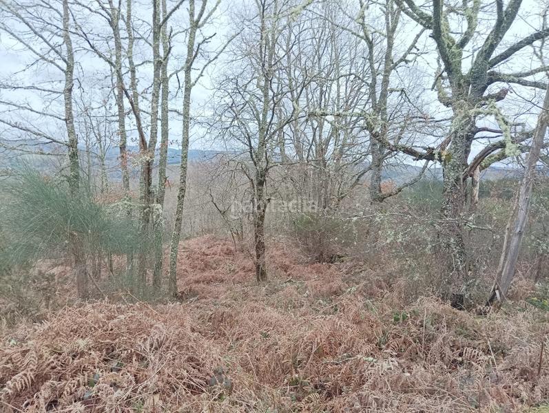 Foto ec357c48-797d-4422-ab96-1d40725ac75c. Mas dans Becerreá