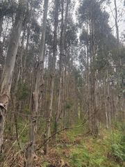 Finca rústica a Vilalba. Finca 30 hectáreas eucalipto nitens