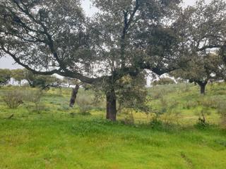 Finca rústica a Parque de la constitución 5a. Finca de 80 ha dehesa encinas en provincia de cáceres