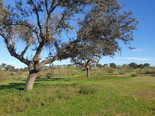 Propriété à Quintana de la Serena. Dehesa de 48,5 hectáreas en quintna de la serena
