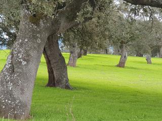 Finca rústica a Castilblanco. Magnífica dehesa de 200 ha en el norte de badajoz