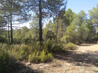 Finca rústica a Plaza mayor 8. Finca pinar de 89 ha en la pesquera (cuenca)