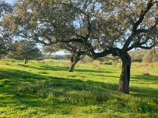 Finca rústica a Llerena. Finca rústica de 235 ha ganadera en llerena (badajoz)