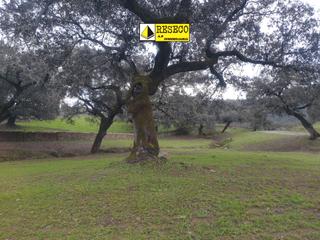Finca rústica a Parque María Luisa -Giralda Sur. Finca de 700 ha dehesa cercana a sevilla