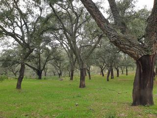 Propriété à Parque María Luisa -Giralda Sur. Finca de 700 ha dehesa cercana a sevilla