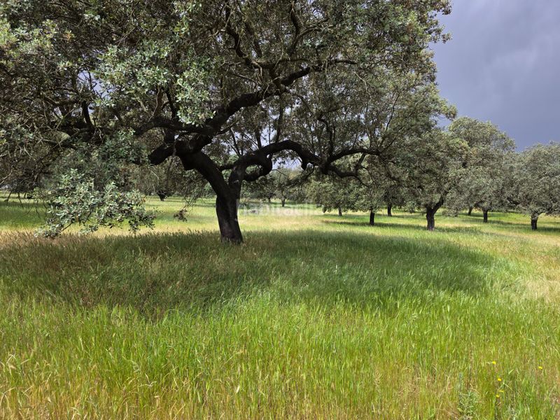 Foto 42ad57fa-21c7-4099-bbe1-64333a738283. Finca rústica a Olivenza