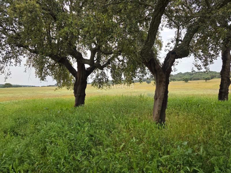 Foto 51ed65ce-ede0-4bb0-a9e4-a9d6e67da9eb. Finca rústica a Olivenza