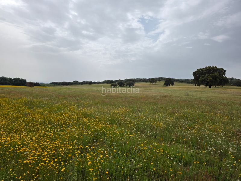 Foto ca07708d-9f32-484b-89ea-dcd35451cb2c. Finca rústica a Olivenza