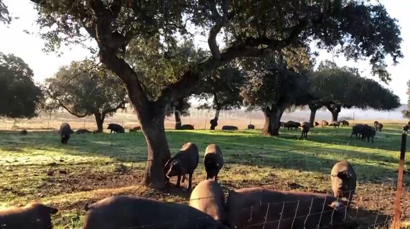 Foto d5a32f5f-44c3-4aae-b75b-94fad6a8b91d. Finca rústica a Olivenza