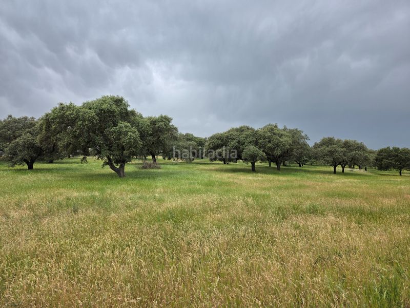 Foto f2af0c2f-ecf2-4ec0-b0b2-21df66721684. Finca rústica a Olivenza