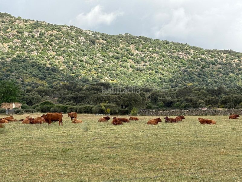 Foto dbc37b60-22f3-4eb2-8e4e-14051cc90d75. Finca rústica a Trujillo
