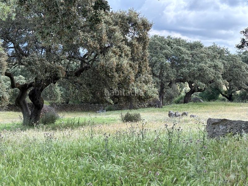 Foto ee0b8197-3be8-4794-b2f9-476b0f3c7970. Finca rústica a Trujillo