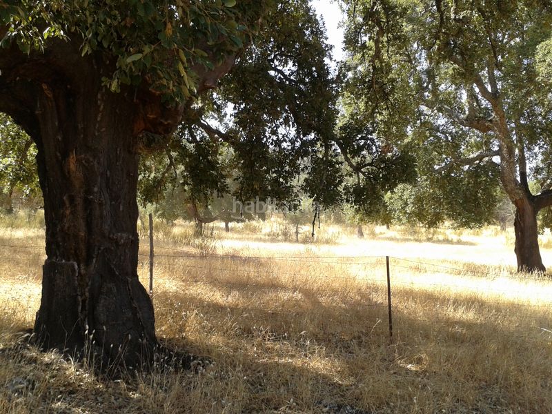 Foto 7be0bf49-b628-46bf-b054-68323ea5e1ab. Finca rústica a La Calzada - La Florida Sevilla