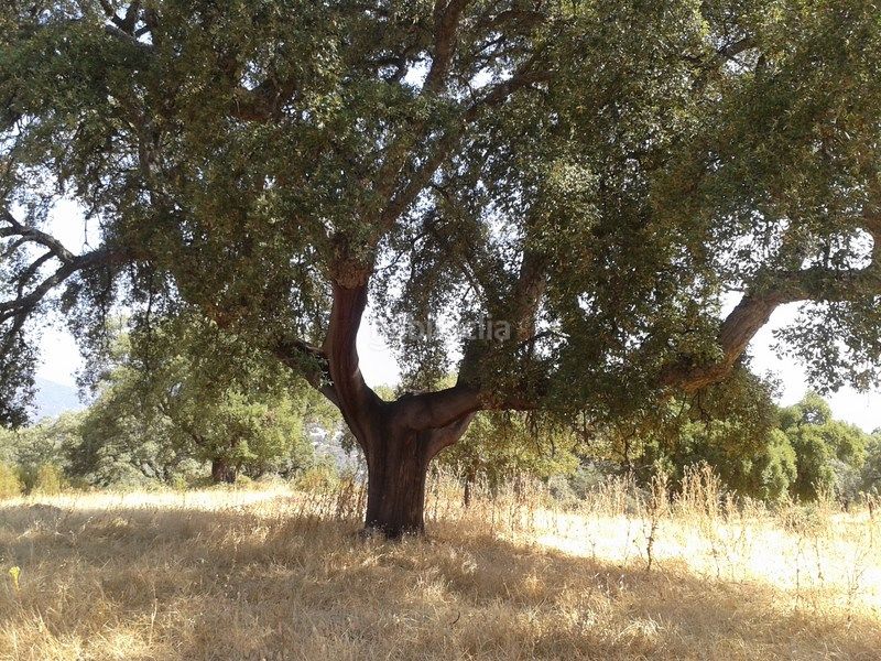 Foto f09e564e-2d7d-4c8c-86e9-55789ede7a14. Finca rústica a La Calzada - La Florida Sevilla