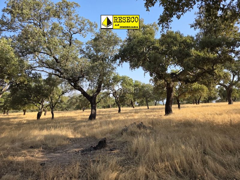 Foto f6a35fa6-b09d-42cf-ba89-e44fcb5143c5. Fondo rustico in Parque María Luisa -Giralda Sur Sevilla
