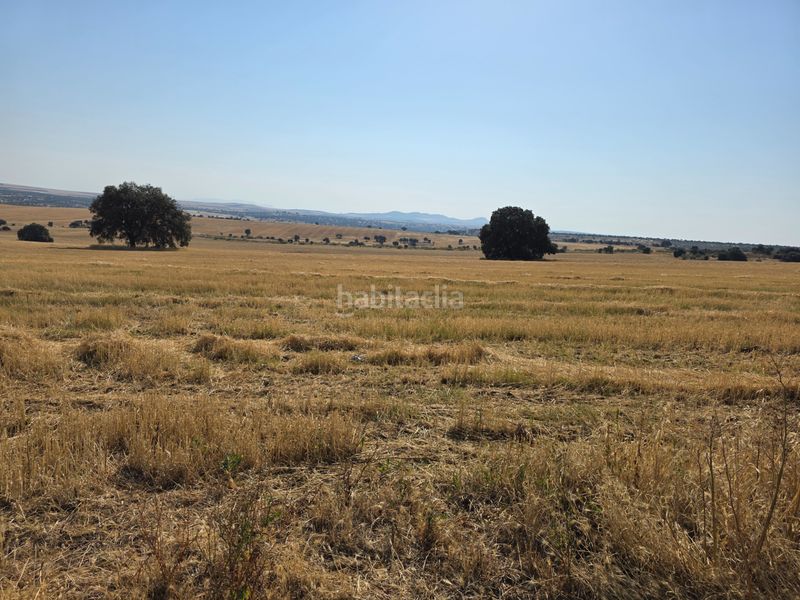 Foto d1ec8f14-5016-4340-ad54-f4d0fefbe60d. Finca rústica a Villanueva de la Serena