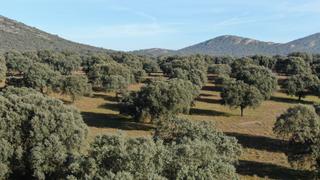Finca rústica a Almadén. Dehesa ganadera de 185 ha cercana a almadén (c.real)
