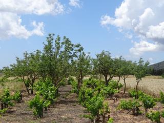 Rural plot in Porreres. Finca con agua en porreres