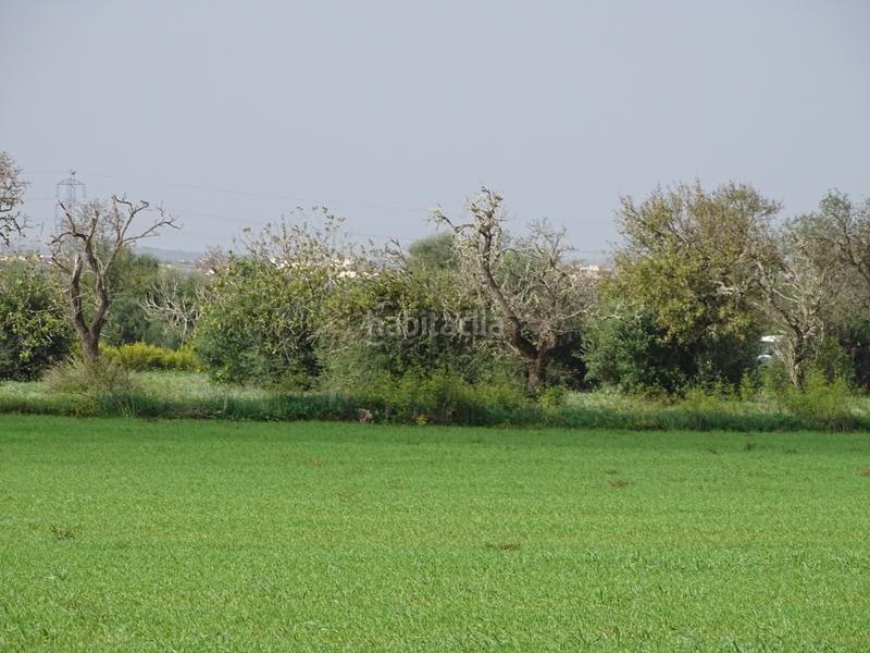 Foto c9dbf585-2d40-4f89-965e-a8ef509fa594. Landgut in Felanitx poble Felanitx