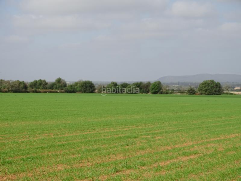 Foto a9566bb8-f054-45f6-8843-f9ae45b51eec. Finca rústica a Felanitx poble Felanitx