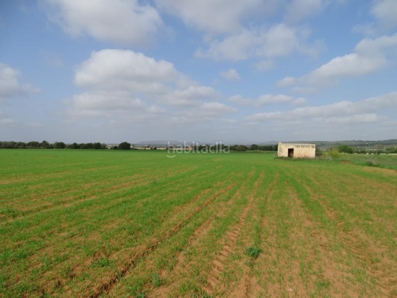 Foto fd77e8c4-313e-4535-941c-a8e848078d70. Finca rústica a Felanitx poble Felanitx
