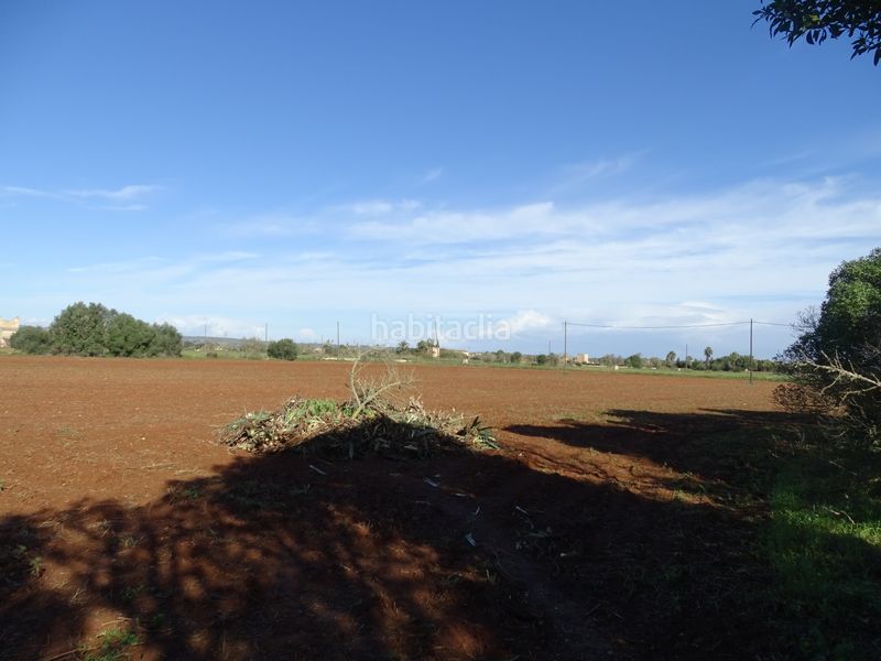 Foto cbd4749a-2a32-45eb-be4b-cc47d54a90ea. Finca rústica a Santanyí poble Santanyí
