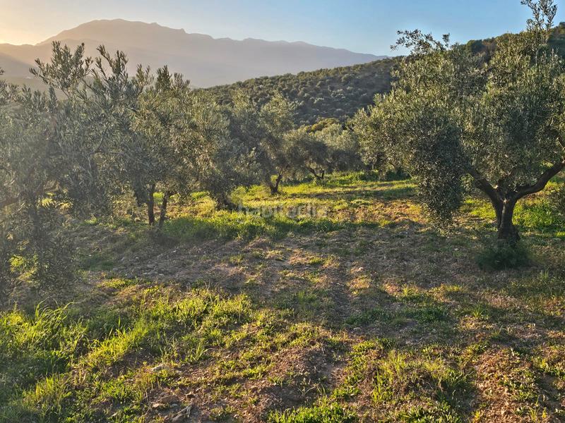 Foto 0d1c4769-1a06-48eb-bc2f-6eb4b4171cc0. Landgut in Alozaina