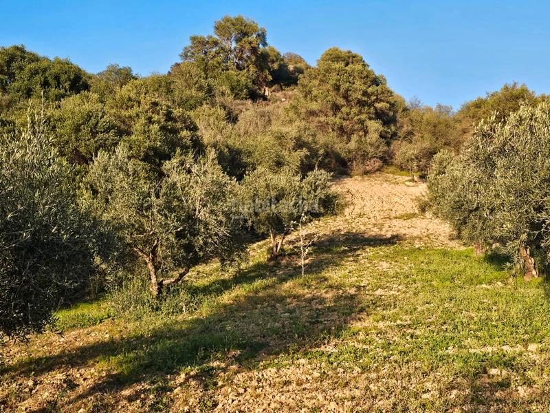 Foto 80c172f4-e8a2-4388-87d7-4be12380ba59. Landgut in Alozaina