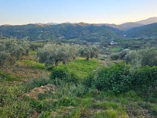 Finca rústica a Alozaina. Terreno rústico 20.000m2 con 250 olivos guaro pelos de ardite