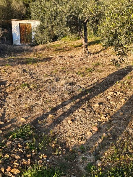 Foto bdb558c0-a017-4351-b862-962a347cc9d3. Landgut in Alozaina