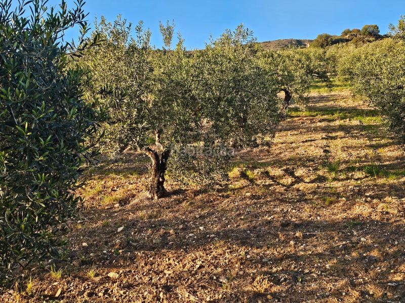 Foto cc620350-d74d-45b7-9482-1e62cc5d43da. Landgut in Alozaina