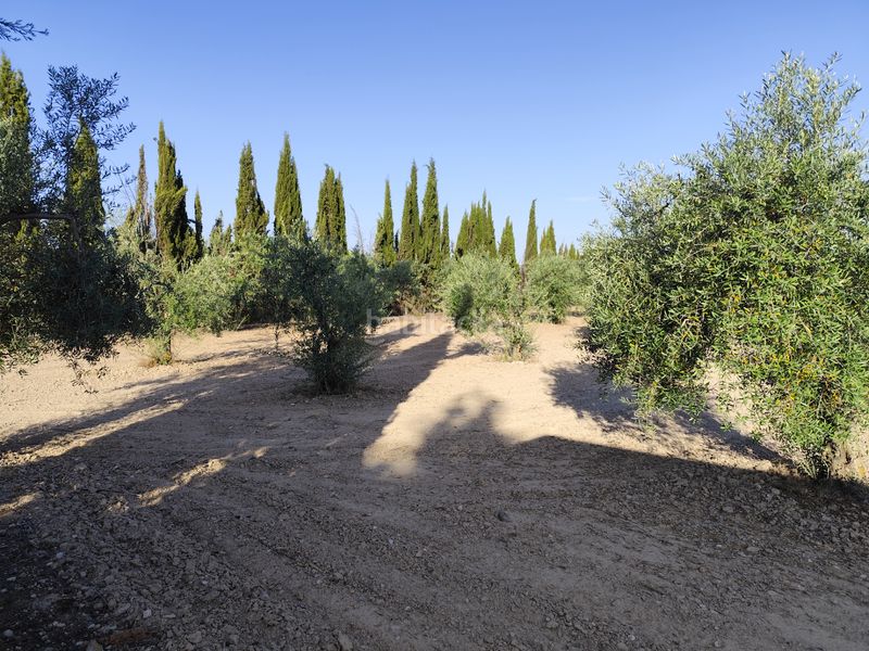 Foto 167218fc-b717-4ea6-a41c-49c39e23946c. Finca rústica a Fuente del Maestre