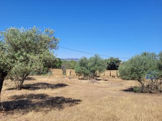 Finca rústica a Don Álvaro. Parcela don alvaro