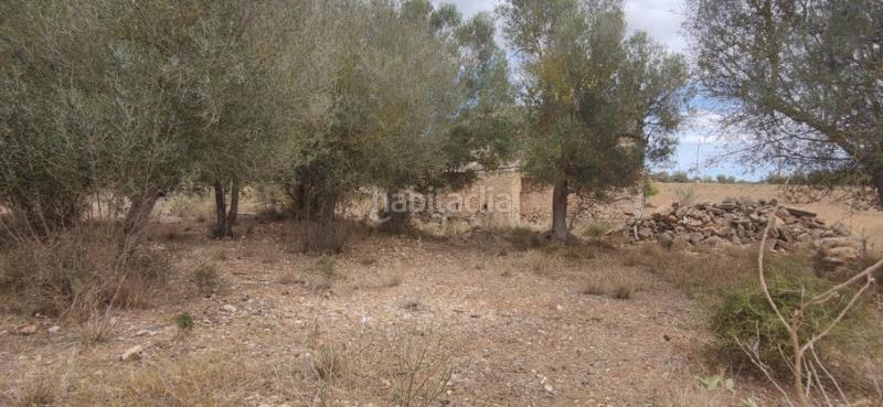 Foto 11a98779-cb64-4bb2-9dd4-bc869e36aa22. Masia a Manacor centre Manacor