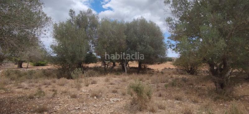 Foto bda2b3c7-94c1-44e0-8a56-a6998ba08387. Masia a Manacor centre Manacor