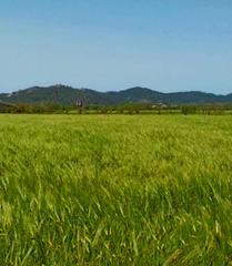 Residential Plot in Porreres