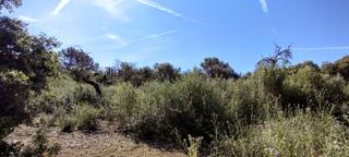Rural plot in Manacor Centre