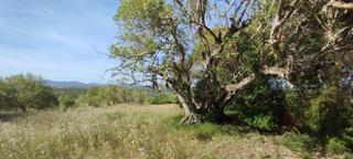 Rural plot in Manacor Centre