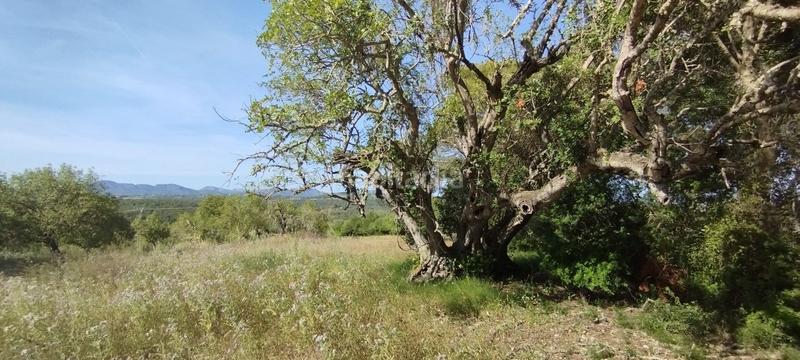 Foto 42b5e7fb-8cab-40b3-af58-e2d4cad489f6. Finca rústica en Manacor centre Manacor