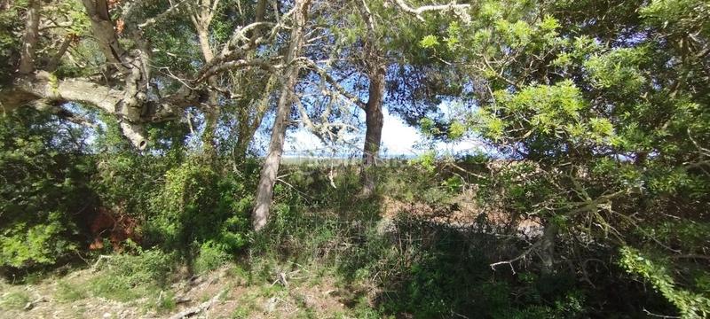 Foto 65610bf6-7d15-4db2-b929-c033599df6e2. Finca rústica en Manacor centre Manacor