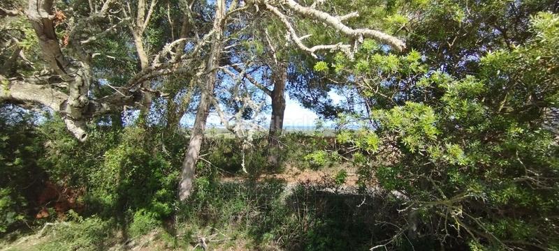 Foto 717a1d47-f1a7-43ef-acb7-772eb422ee25. Finca rústica en Manacor centre Manacor