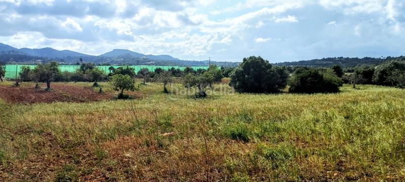 Foto 26b6f493-385c-477a-8ab9-1cd0b47ba8d7. Finca rústica a Manacor centre Manacor