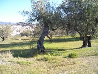 Terreny residencial en Benilloba Terreny residencial en Benilloba