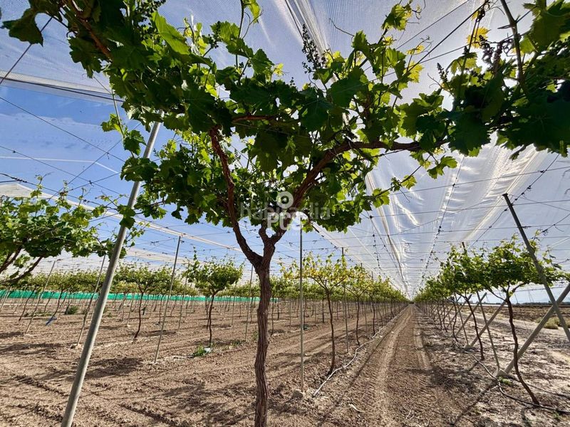 Foto 17794d3e-75a2-4bc0-9605-eb1a700623f1. Finca rústica a calle parral en produccion 1 a Totana