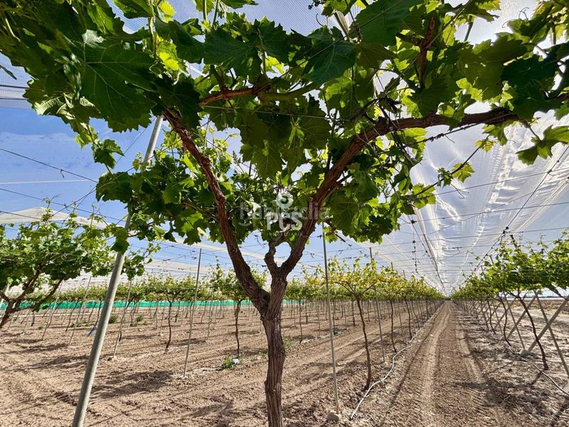 Foto 1bb3a98e-2bda-4c06-acf5-9dade6ce7855. Finca rústica a calle parral en produccion 1 a Totana