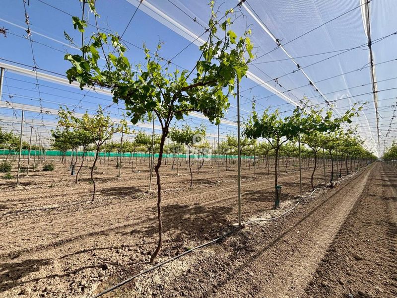 Foto 1ee2838c-2914-4ba1-b029-491c450c32ec. Finca rústica a calle parral en produccion 1 a Totana