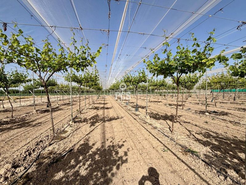 Foto 619c0c76-15a8-4b70-906b-fcb52048c3c6. Finca rústica a calle parral en produccion 1 a Totana